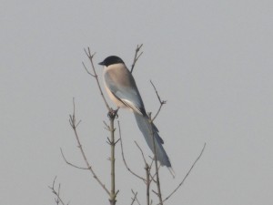 Azurewingedmagpie121814Cranefarm