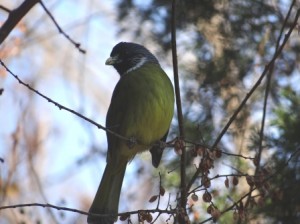 CollaredFinchbill121814BottanicGardens (6)