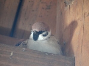 EurasianTreeSparrowCraneFarmcom