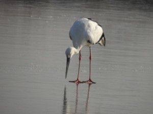 OrientalStork121814Cranefarmice (4)