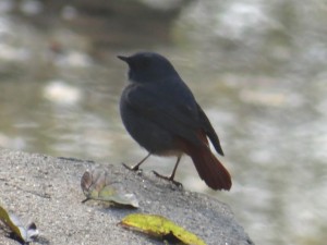 Plumbeousredstart