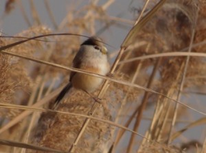 Reedparrotbill.Cranefarm.